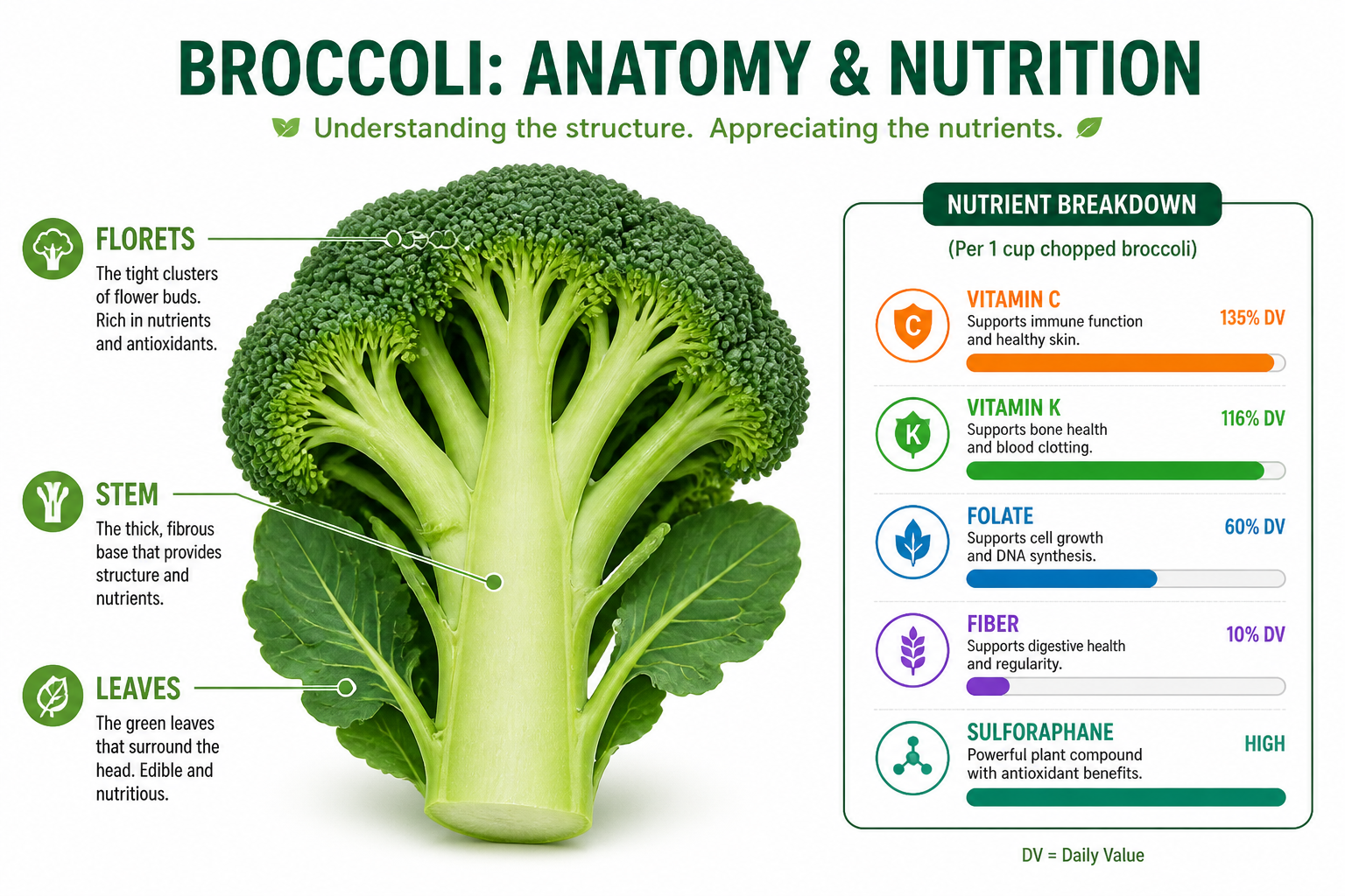 Detailed () infographic-style illustration showing a cross-section diagram of a broccoli head with labeled parts: florets,