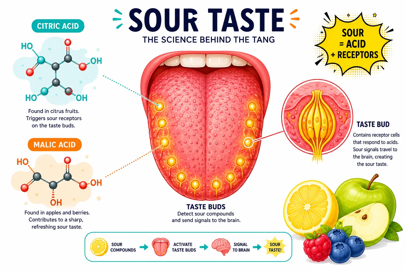 Why Do Sour Candies Make Your Mouth Pucker?
